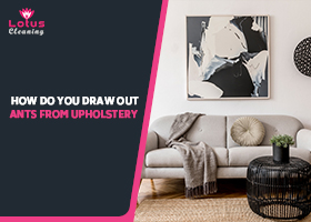 How-Do-You-Draw-Out-Ants-from-Upholstery